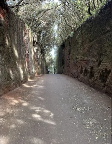 Camino entre la laurisilva, en el monte de Anaga
